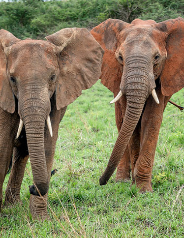Zwei afrikanische Elefanten im Nationalpark
