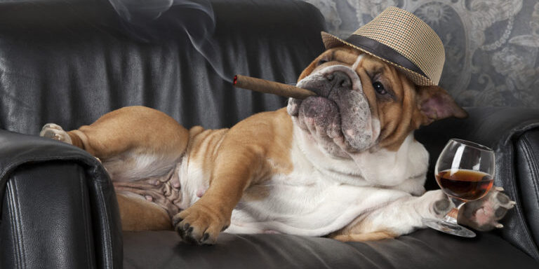 Englische Bulldogge liegt auf einer Couch, raucht Zigarre und trinkt eine Spirituose