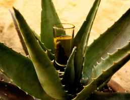 Die beliebtesten Tequilas & Mezcals